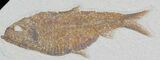 Knightia Alta Fossil Fish #32700-1